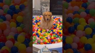 My dog pulled off the craziest prank! #goldenretriever