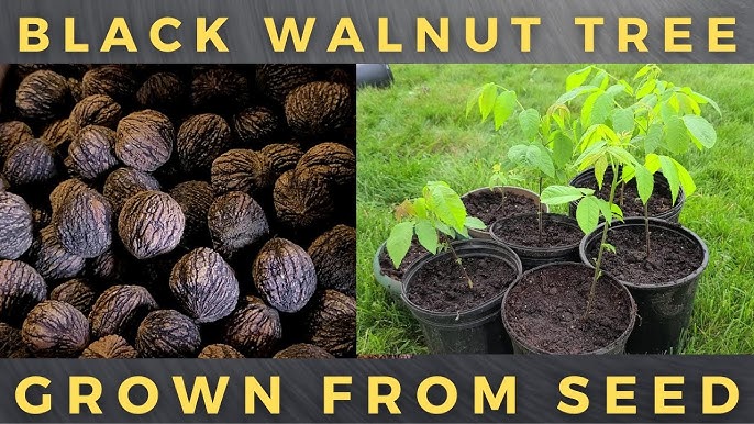 How to Plant a Black Walnut Seed: Easy Steps for Thriving Trees