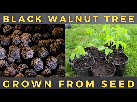 Video: Bagaimana pokok walnut membiak?