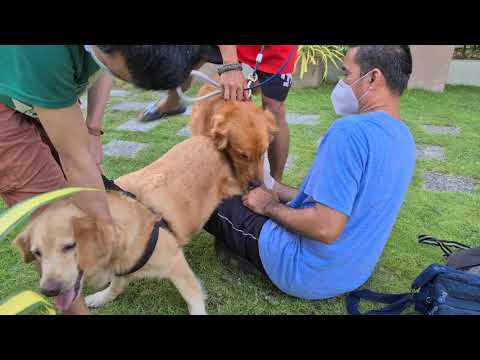 Golden Retriever Breeding