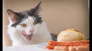 Well, burger, watch out!  Funny video with cats and kittens for a good mood!