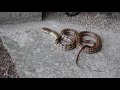 シマヘビ幼体の威嚇