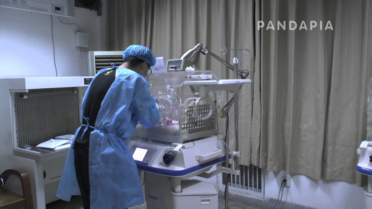 pandas merge 2014級熊貓寶寶﹣七喜