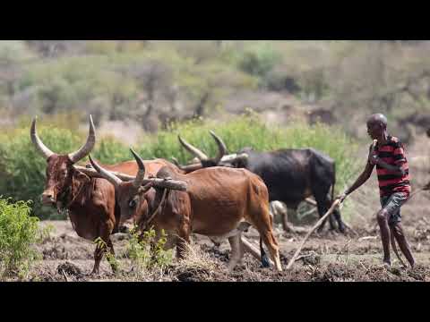 वीडियो: इथियोपिया में मौसम और जलवायु