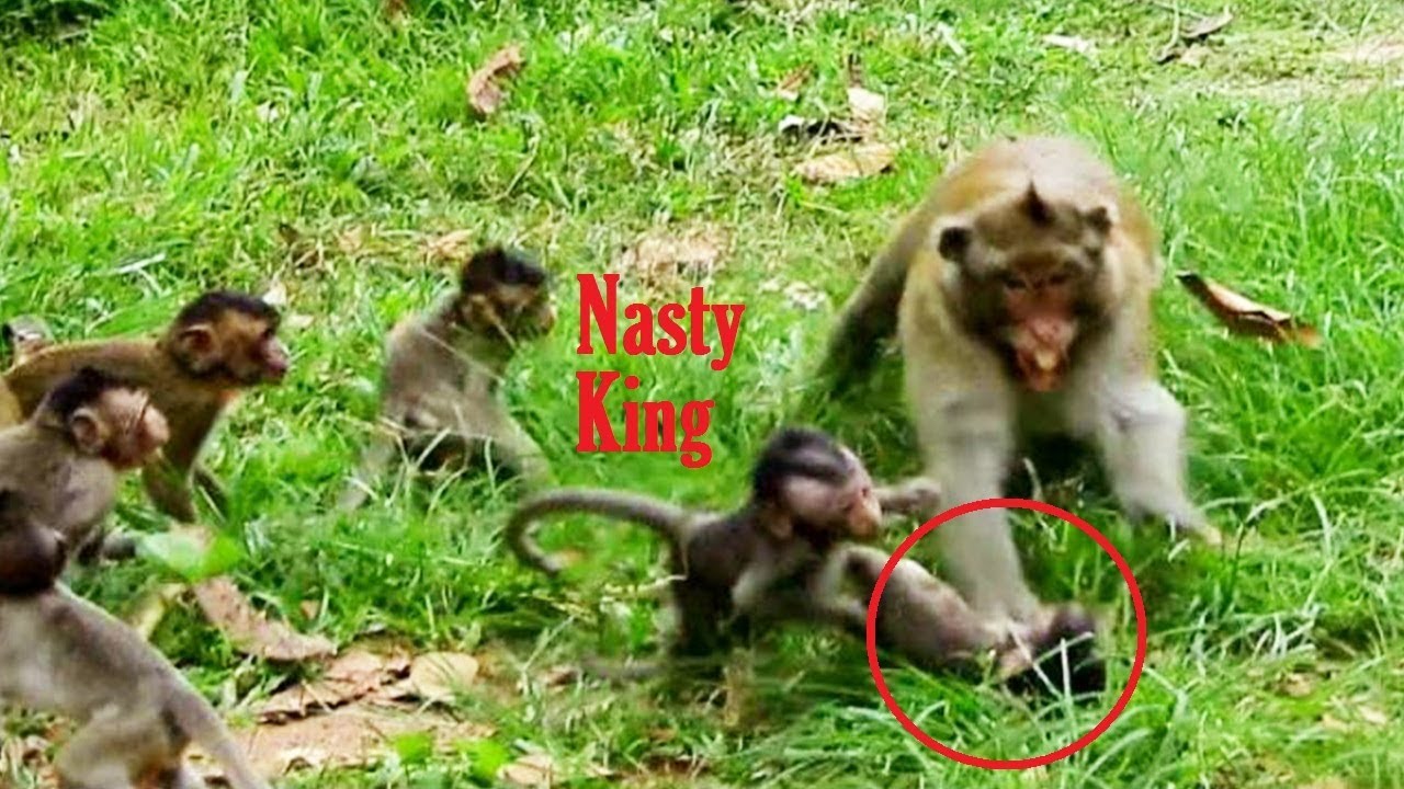 unity group of companies Chicks Baby Monkeys Attackking Nasty King With Very Unity Group, Big King Return Attaking