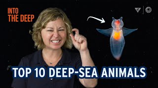 Monterey Bay Aquarium's Top 10 DeepSea Animals | Into The Deep
