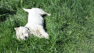 West Highland White Terrier (Westie) Bobby. Clean ass time