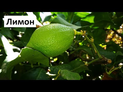 Видео: Съвети за отглеждане на лимонена трева