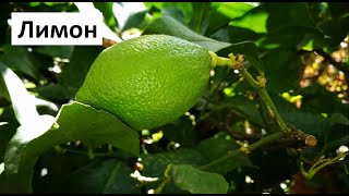 картинка: Отглеждане на Лимони в саксия