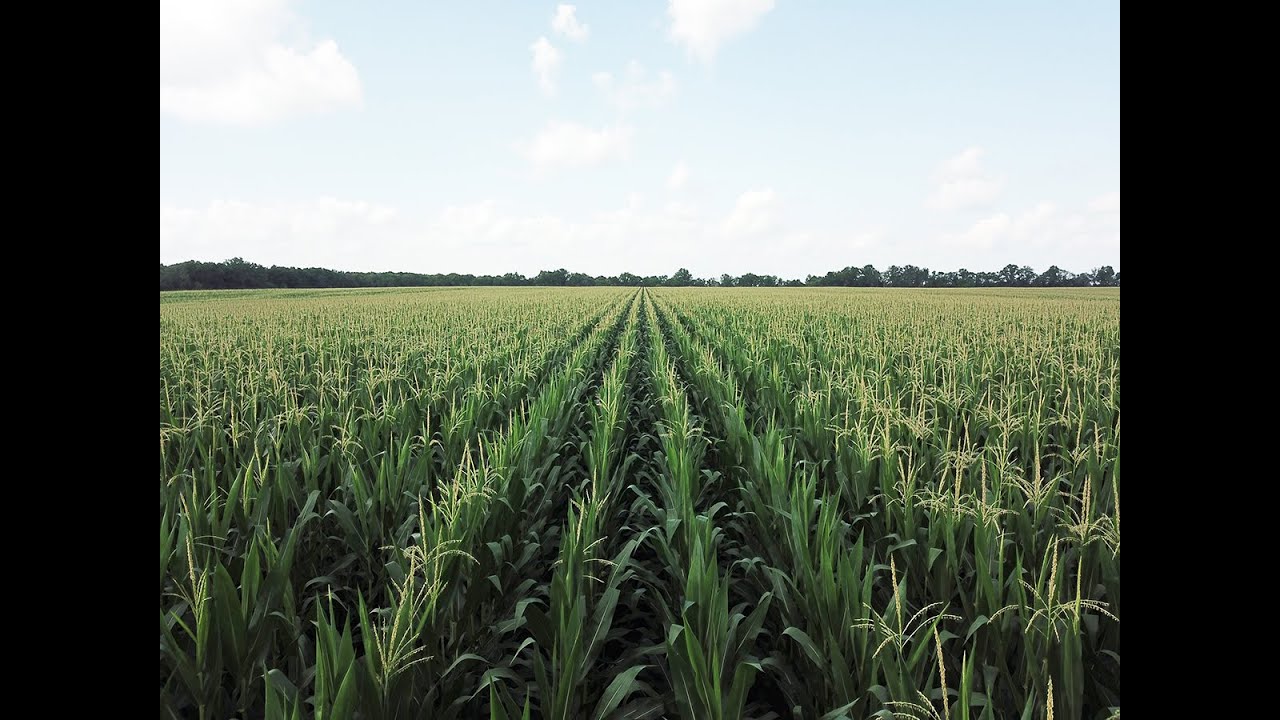 Calvert Family Farms Auction 355± Acres YouTube