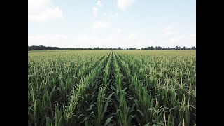 Calvert Family Farms Auction - 355 Acres