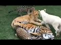 Tiger, Lion, Leopard and Jaguar Friendship