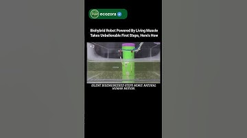 Muscle-Powered Robot Walking Like Us 🤖 #science #robotics #futuretech #innovation