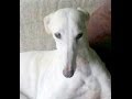 Adopta un galgo, no te arrepentirás!