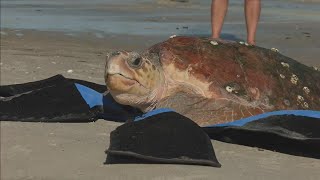 Gulf World Marine Institute Releases Loggerhead Sea Turtle 'Arrow' Back into the Gulf