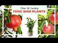 12 Lucky Feng Shui Plants and Meanings