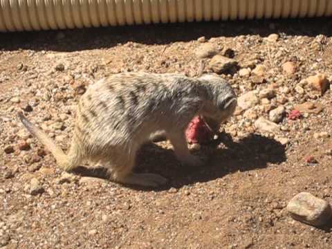 Meerkat diets