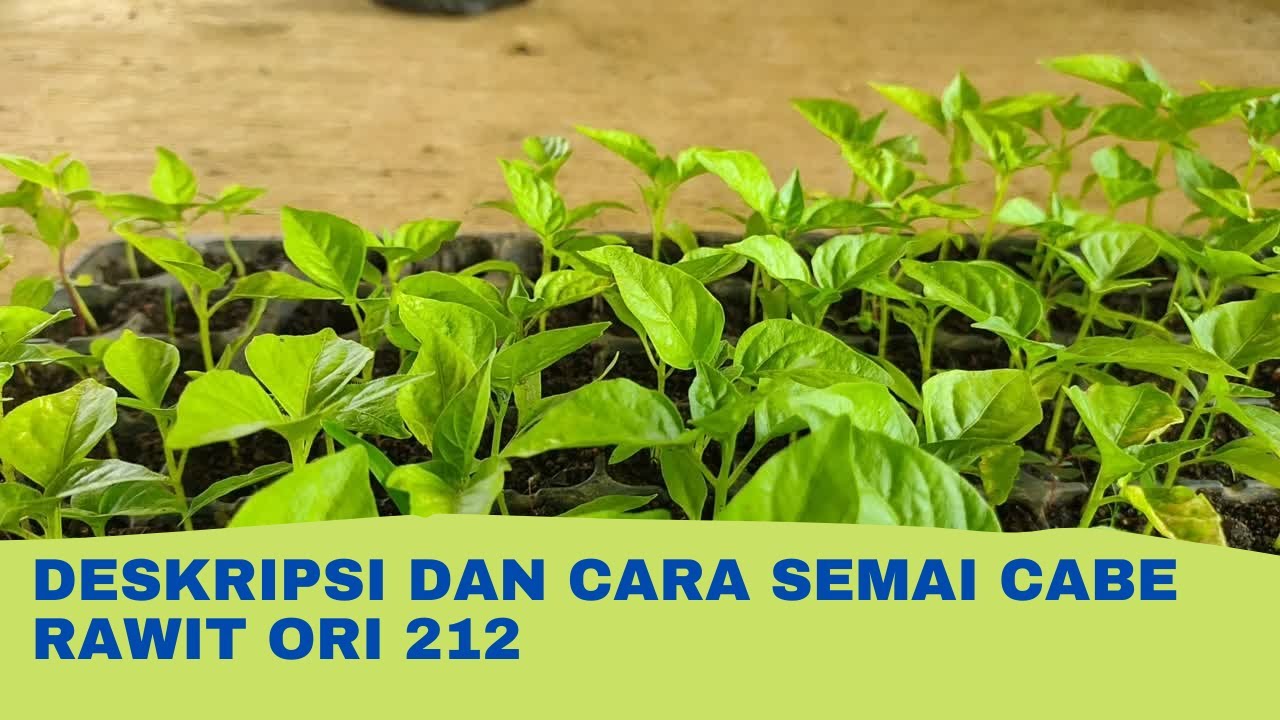 Deskripsi dan Cara Semai Cabe Rawit ORI 212, Cabe Pedas Paling Mahal di