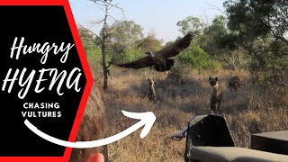 Hyena Surround us and Chase a Vulture!