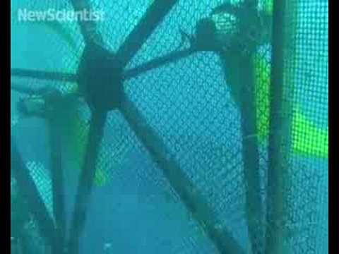 health insurance Mobile fish farms could soon navigate the oceans