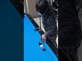神業 #ビリヤード #8ballpool #8ボール #9ball #9ballpool #trickshots #打ち方