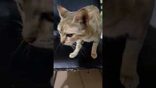 Rubby just being cute by default. #cutecates #youtube #kitty #adorablecats #rubby