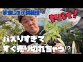 【バズりすぎ!】茶漉しの水耕栽培が熱い!涼しげな雰囲気とアレが見れるのが人気の秘密