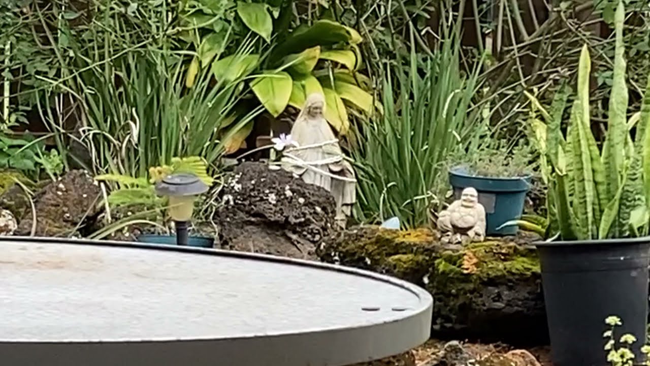 BUZZ'N BUDDIES AFTER HOURS  Forum Cookies Strain & Chilling