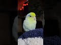 eepy birb #bird #birdsofinstagram #parrotvideo #cutebirds #parrot #parrotlet #birdslover #birds