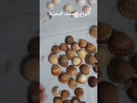 انواع الصدف البحرية