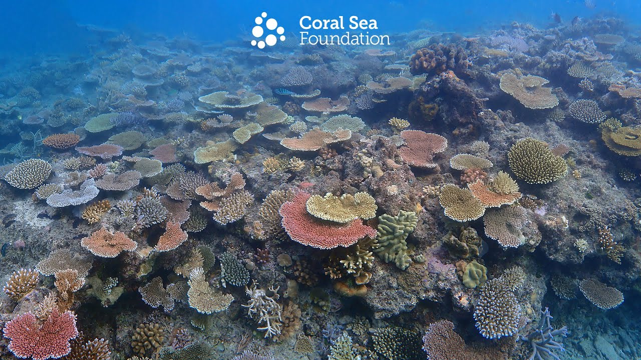 Coral Dynamics - South Island