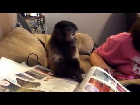 Cassie The Capuchin Monkey Having A Tantrum