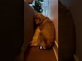 She crawled behind the sofa to find him