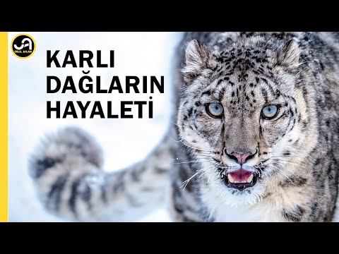 Kar Leoparı: Dağların Hayaleti