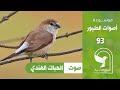 صوت فضي المنقار الهندي                        
