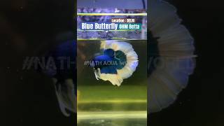 Blue Butterfly betta #betta #bettafish #bettaholic #bettafighter #bettalovers #bettafishindelhi