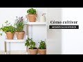 Cómo cultivar aromáticas en interior