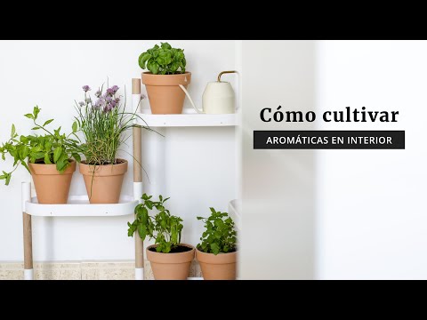 Video: Cultivo de hierbas en interiores: Cómo cultivar hierbas en interiores