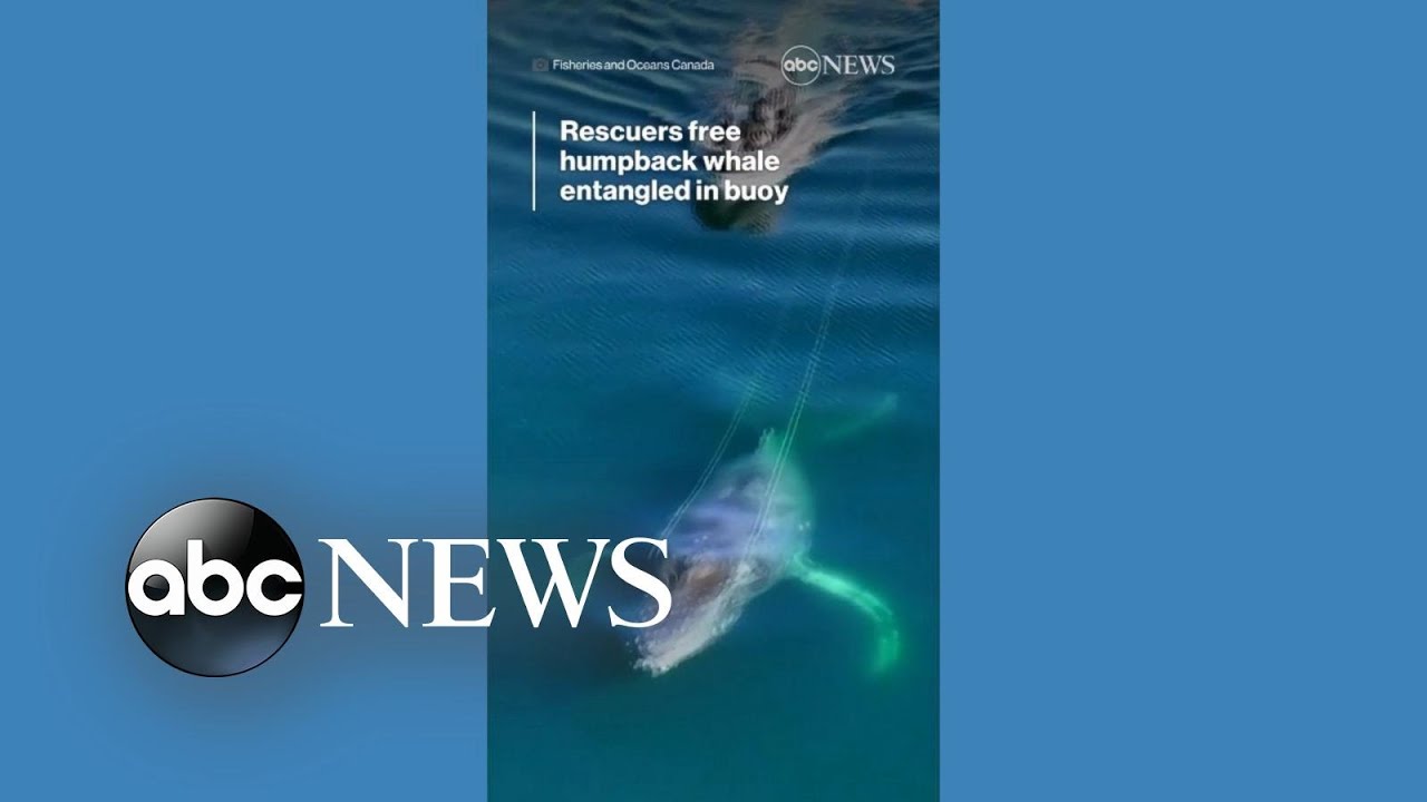 Rescuers free humpback whale entangled in buoy
