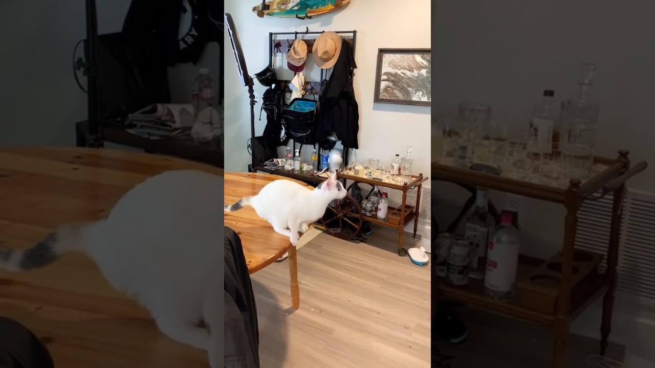 One of Gandalf’s most iconic moments… #funnycats #fail #badcat