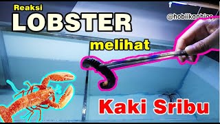 Reaksi Lobster bertemu Kaki Seribu bila terjadi di alam - vs