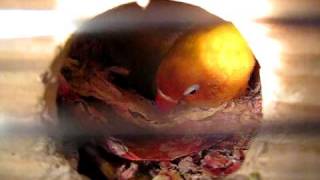 12-2-2010_好媽媽照料雀bb.AVI