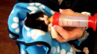 Feeding time at the Dublin SPCA