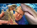 Vets dive in to rescue marine animals   bondi vet compilation  bondi vet