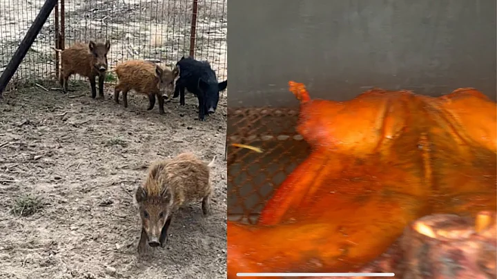 Trapping and Smoking Wild Louisiana Pigs(Catch*Cle...