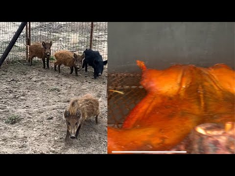 Trapping and Smoking Wild Louisiana Pigs(Catch*Clean*Cook)