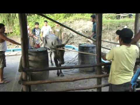 Jungle of Peru - Rio Napo trip