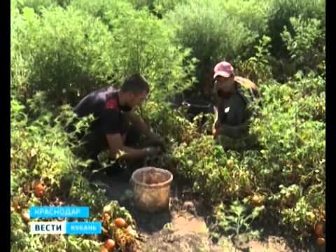 Около трехсот тонн томатов с гектара собирают аграрии Павловского района