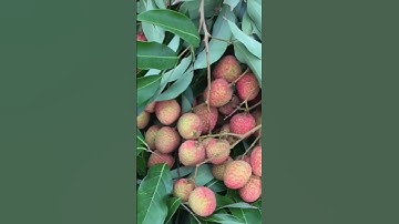 TÂN CỔ TÌNH QUÊ VẪN ĐỢI ( Nguyễn Thanh Toàn . ) Võ Ngọc Quyền Tân cổ hay nhất 2025#Short