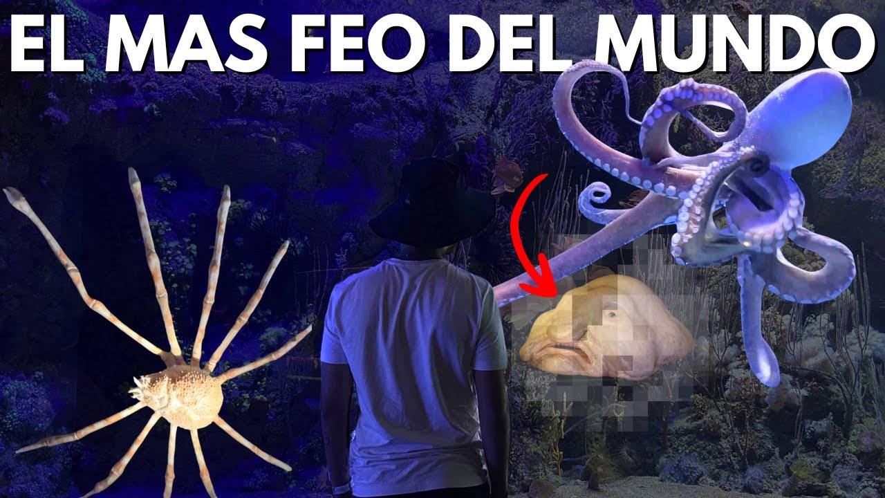 El ACUARIO mas GRANDE de todo EUROPA | Valencia - YouTube